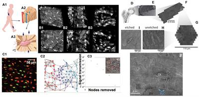 Connectomics of Bone to Brain—Probing Physical Renderings of Cellular Experience